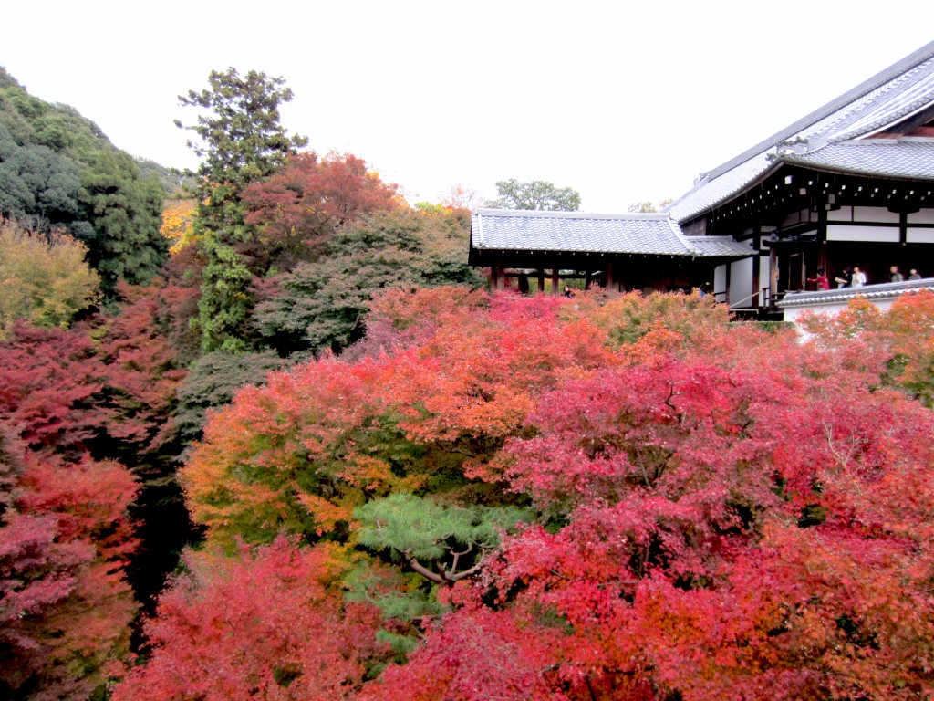 全山を真紅に染める東福寺の紅葉　撮影　三和正明
