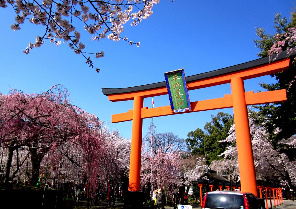 境内全域が見事な桜で覆われる京都平野神社　撮影　三和正明